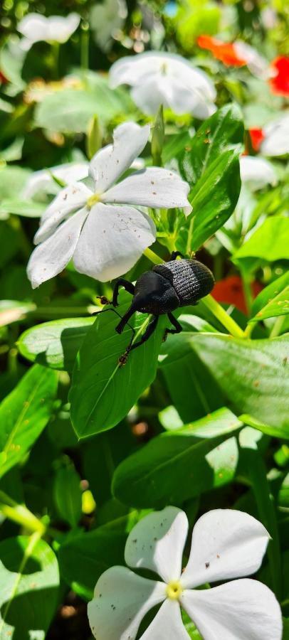 Pousada Areias Do Embau Guarda do Embaú Zewnętrze zdjęcie